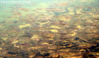 School of minnows from the Namekagon River in northwest W... by Jason Neuswanger 